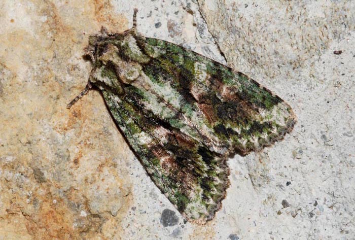 Dryobotodes eremita